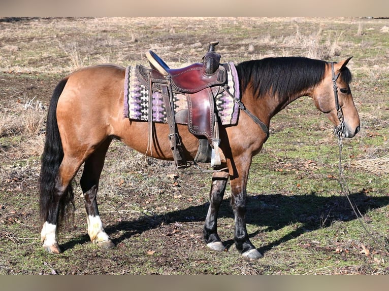 American Quarter Horse Stute 9 Jahre 137 cm Falbe in Sturgis, Mi