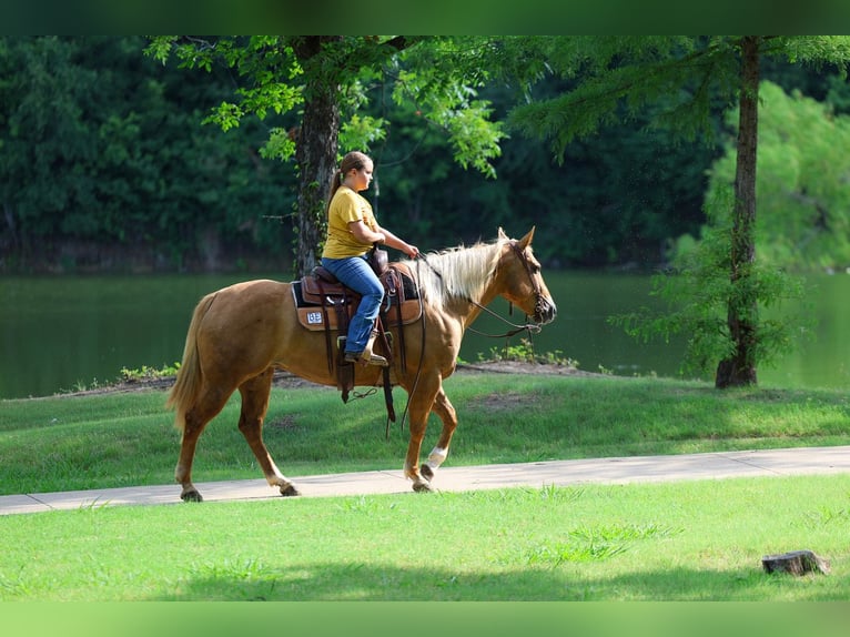 American Quarter Horse Stute 9 Jahre 142 cm Palomino in Talty, TX