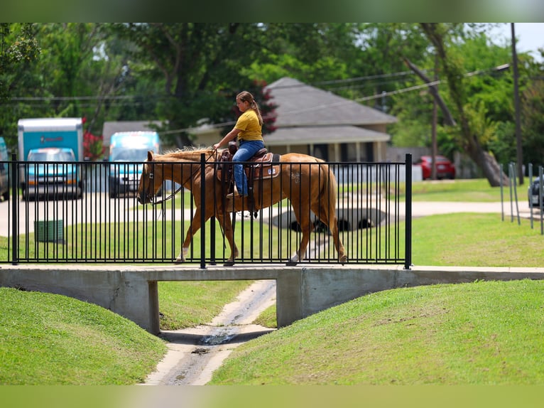 American Quarter Horse Stute 9 Jahre 142 cm Palomino in Talty, TX