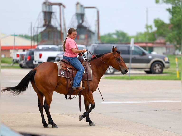 American Quarter Horse Stute 9 Jahre 142 cm Rotbrauner in Forney