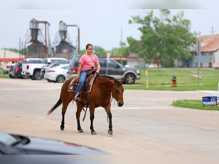 American Quarter Horse Stute 9 Jahre 142 cm Rotbrauner in Forney