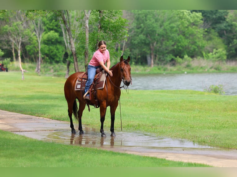 American Quarter Horse Stute 9 Jahre 142 cm Rotbrauner in Forney