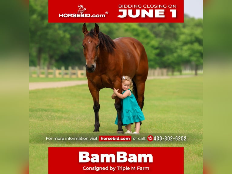 American Quarter Horse Stute 9 Jahre 142 cm Rotbrauner in Forney