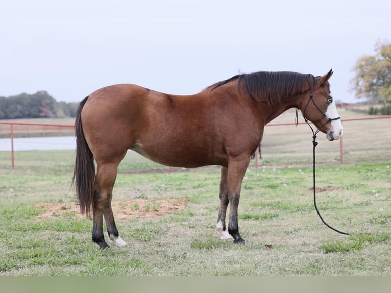 American Quarter Horse Stute 9 Jahre 142 cm Rotbrauner in Whitesboro