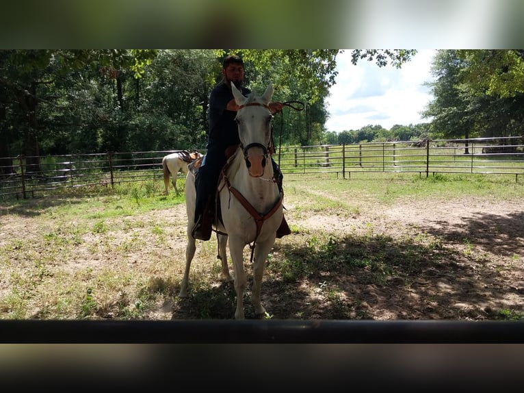 American Quarter Horse Stute 9 Jahre 142 cm Schimmel in Fort Worth Texas