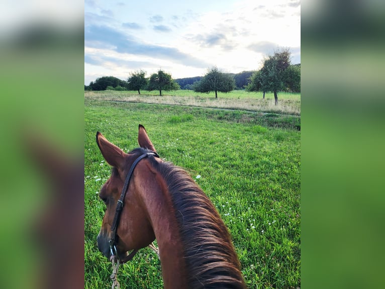 American Quarter Horse Stute 9 Jahre 145 cm Hellbrauner in Neuwied