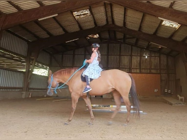 American Quarter Horse Stute 9 Jahre 145 cm Red Dun in Weilmünster