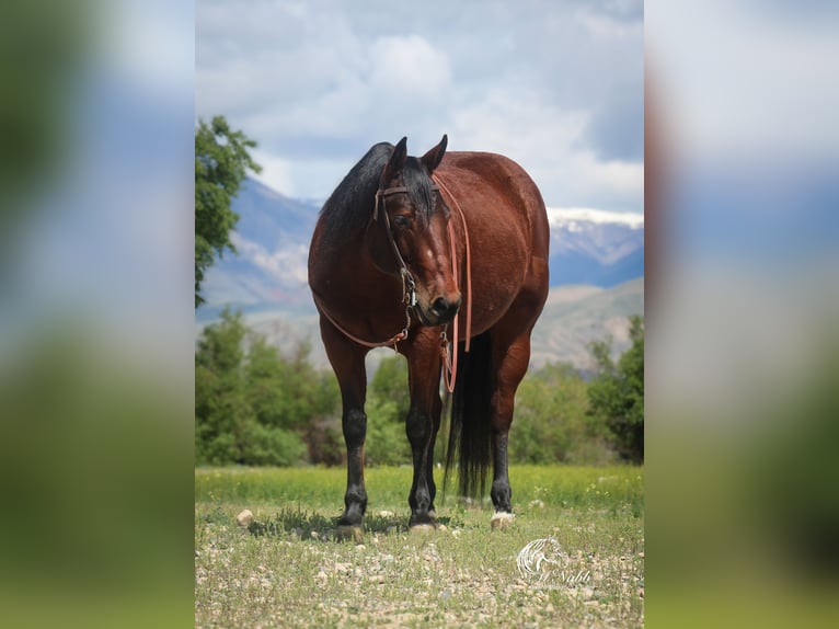 American Quarter Horse Stute 9 Jahre 145 cm Rotbrauner in Cody