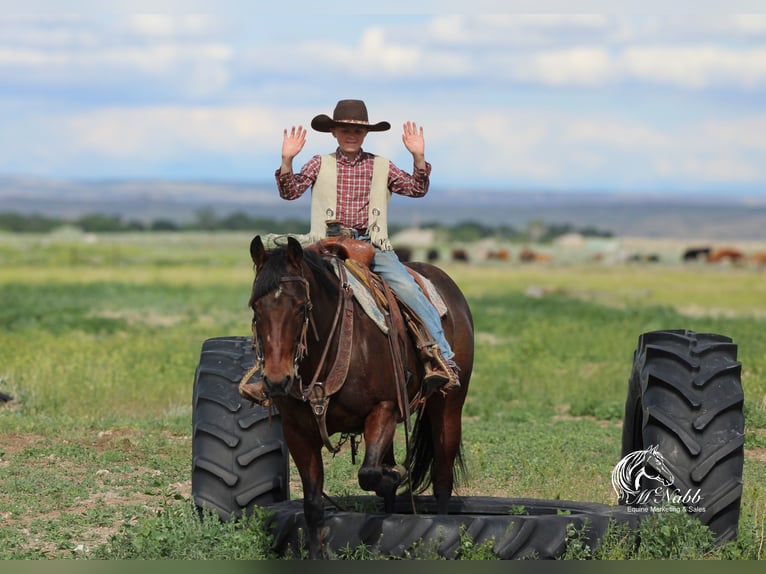 American Quarter Horse Stute 9 Jahre 145 cm Rotbrauner in Cody