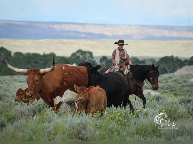 American Quarter Horse Stute 9 Jahre 145 cm Rotbrauner in Cody