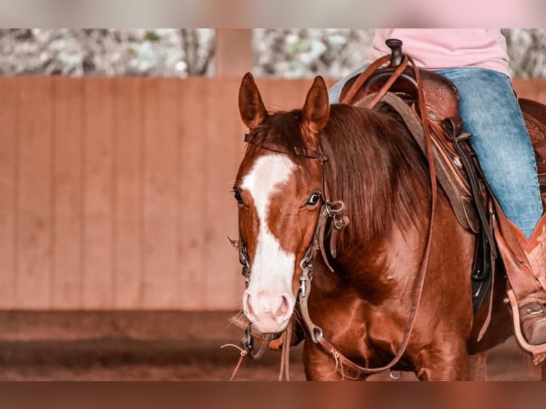 American Quarter Horse Stute 9 Jahre 146 cm Fuchs in B&#xFC;ttelborn