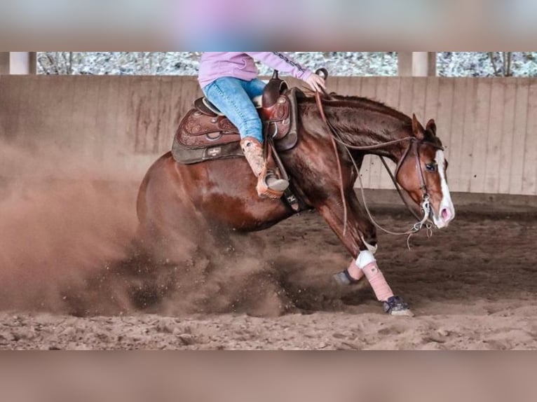 American Quarter Horse Stute 9 Jahre 146 cm Fuchs in B&#xFC;ttelborn