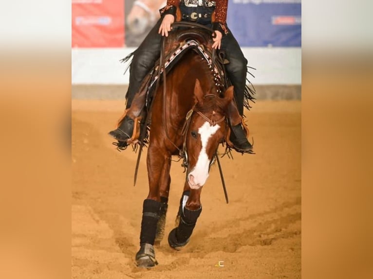 American Quarter Horse Stute 9 Jahre 146 cm Fuchs in B&#xFC;ttelborn