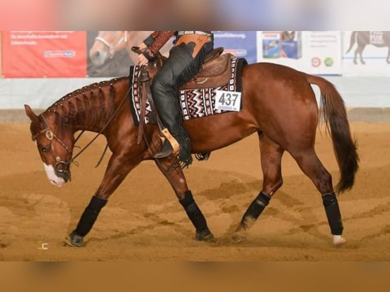 American Quarter Horse Stute 9 Jahre 146 cm Fuchs in B&#xFC;ttelborn