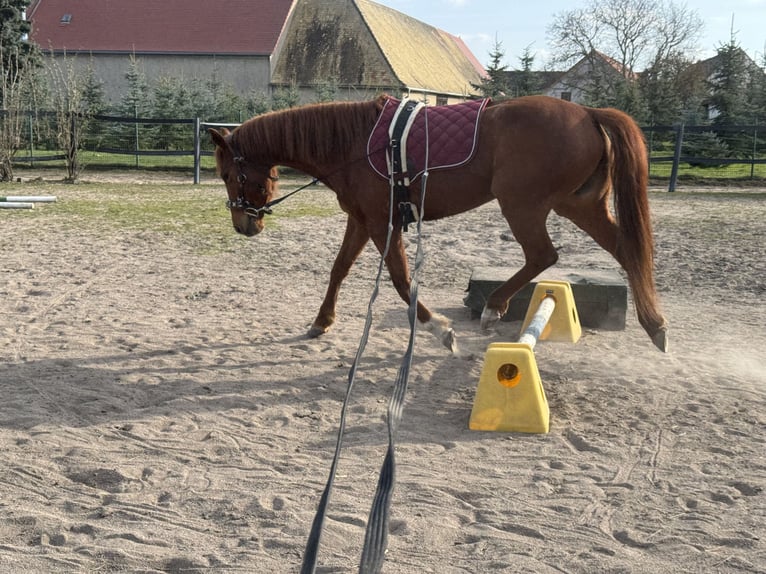 American Quarter Horse Stute 9 Jahre 147 cm Fuchs in Großpösna