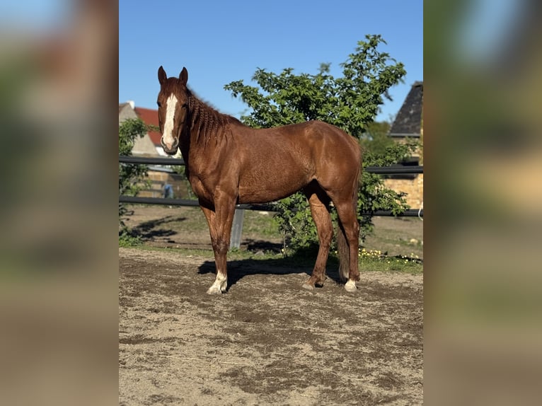 American Quarter Horse Stute 9 Jahre 147 cm Fuchs in Großpösna