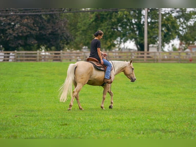 American Quarter Horse Stute 9 Jahre 147 cm Palomino in Gordonville