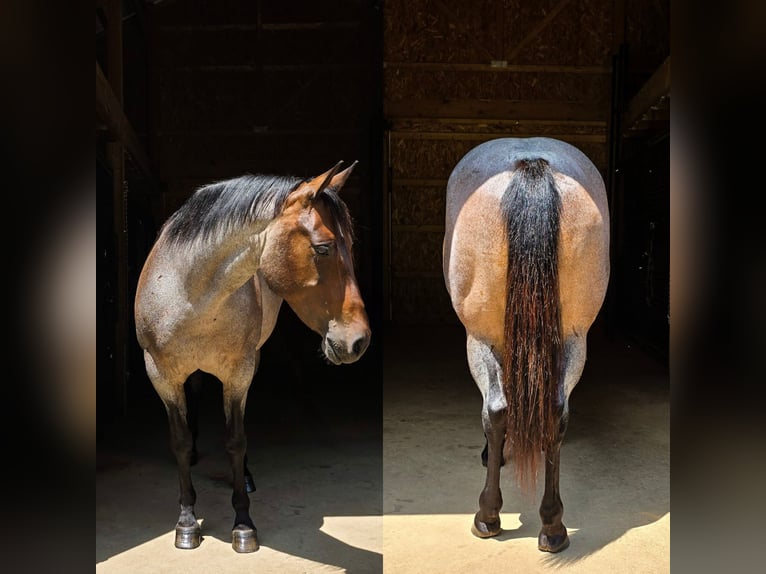 American Quarter Horse Stute 9 Jahre 147 cm Roan-Blue in Dundee