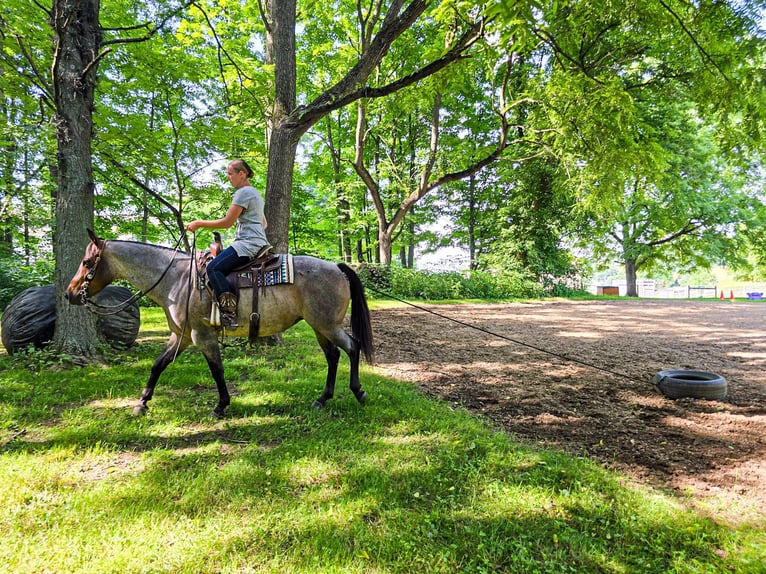 American Quarter Horse Stute 9 Jahre 147 cm Roan-Blue in Dundee