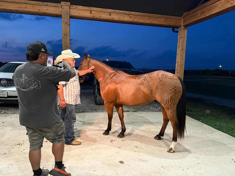American Quarter Horse Stute 9 Jahre 147 cm Rotbrauner in Buffalo