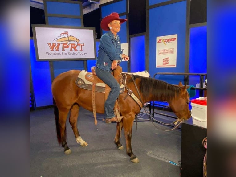 American Quarter Horse Stute 9 Jahre 147 cm Rotbrauner in Buffalo