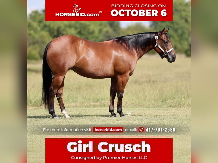 American Quarter Horse Stute 9 Jahre 147 cm Rotbrauner in Buffalo