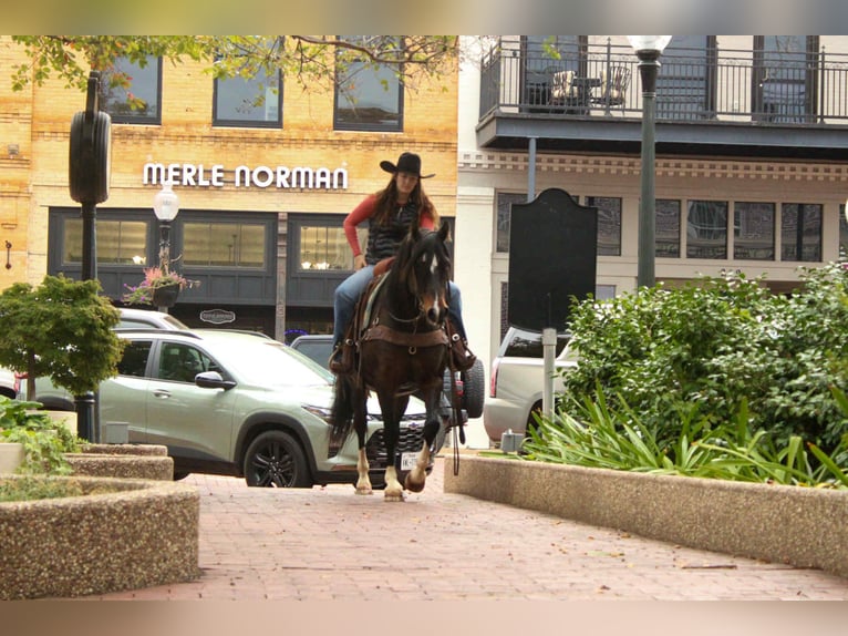 American Quarter Horse Stute 9 Jahre 147 cm Rotbrauner in Rusk TX