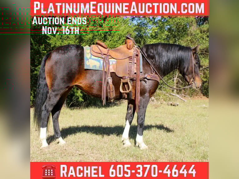 American Quarter Horse Stute 9 Jahre 147 cm Rotbrauner in Rusk TX