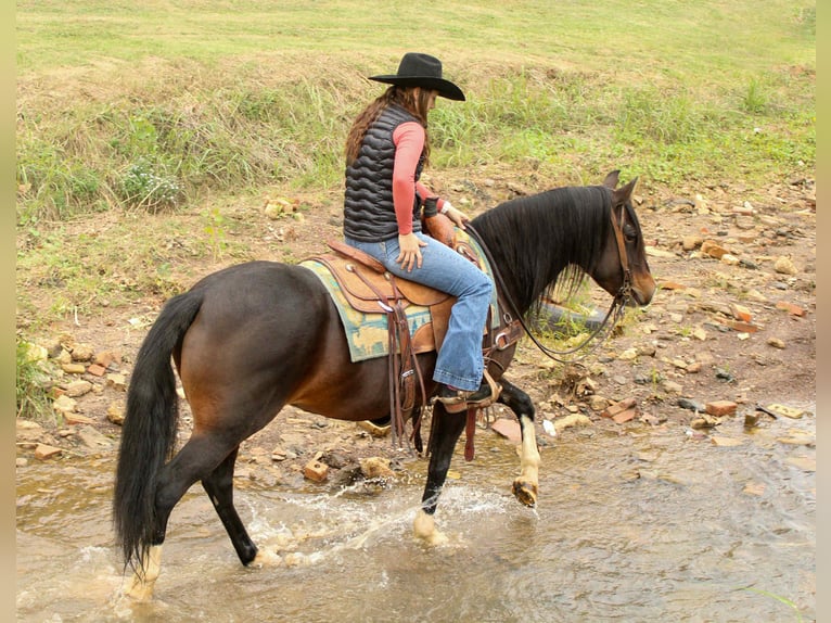 American Quarter Horse Stute 9 Jahre 147 cm Rotbrauner in Rusk TX