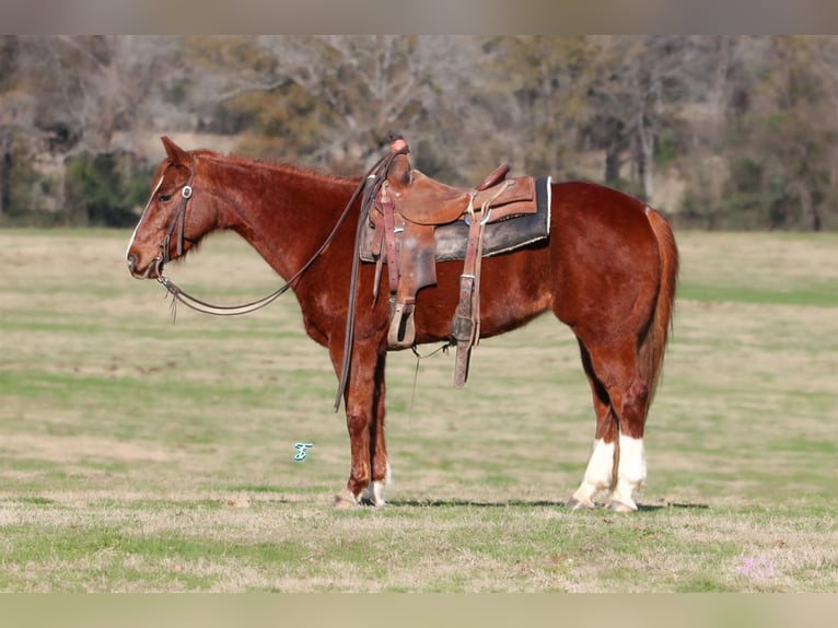 American Quarter Horse Stute 9 Jahre 147 cm Rotfuchs in Groveton