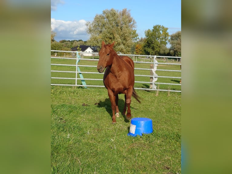 American Quarter Horse Stute 9 Jahre 148 cm Dunkelfuchs in Demmin