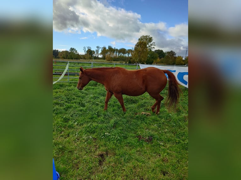 American Quarter Horse Stute 9 Jahre 148 cm Dunkelfuchs in Demmin