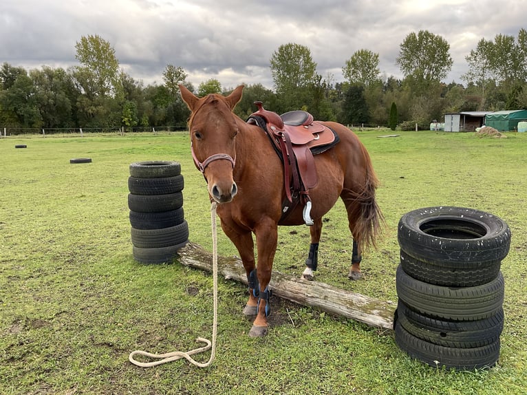 American Quarter Horse Stute 9 Jahre 148 cm Dunkelfuchs in Demmin
