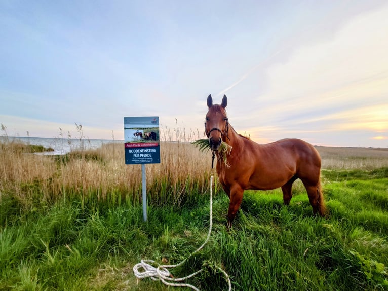 American Quarter Horse Stute 9 Jahre 148 cm Dunkelfuchs in Demmin