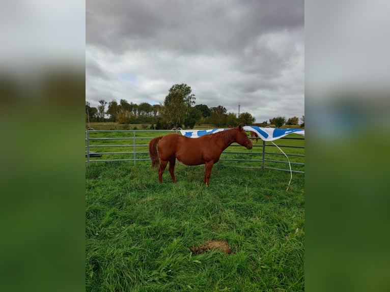 American Quarter Horse Stute 9 Jahre 148 cm Dunkelfuchs in Demmin