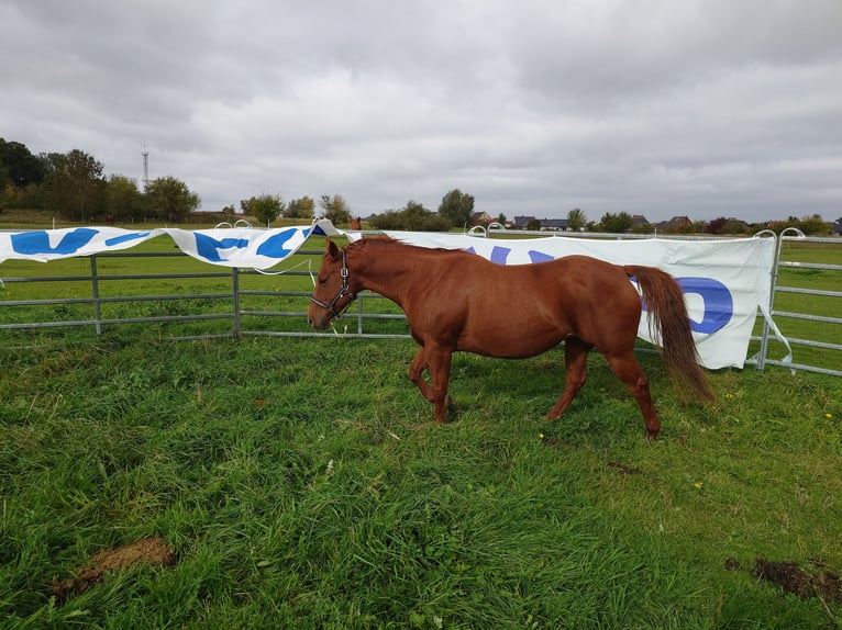 American Quarter Horse Stute 9 Jahre 148 cm Dunkelfuchs in Demmin