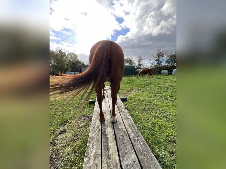 American Quarter Horse Stute 9 Jahre 148 cm Dunkelfuchs in Demmin