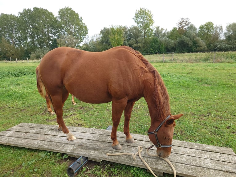 American Quarter Horse Stute 9 Jahre 148 cm Dunkelfuchs in Demmin
