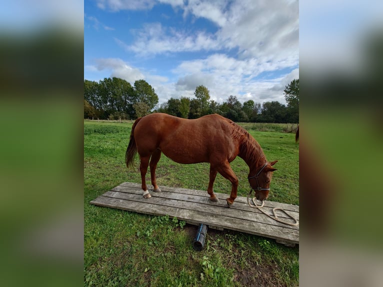 American Quarter Horse Stute 9 Jahre 148 cm Dunkelfuchs in Demmin