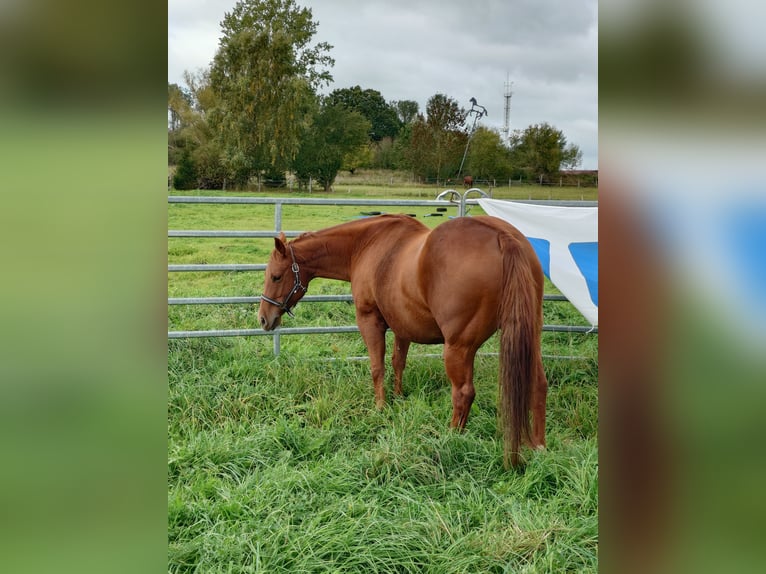 American Quarter Horse Stute 9 Jahre 148 cm Dunkelfuchs in Demmin