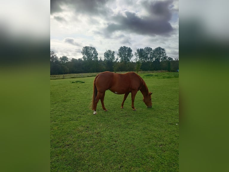 American Quarter Horse Stute 9 Jahre 148 cm Dunkelfuchs in Demmin