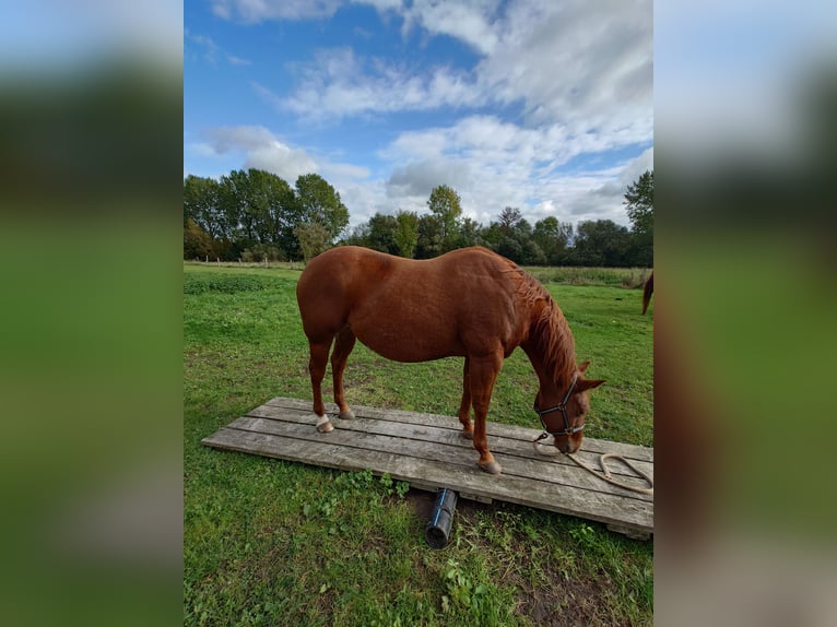 American Quarter Horse Stute 9 Jahre 148 cm Dunkelfuchs in Demmin