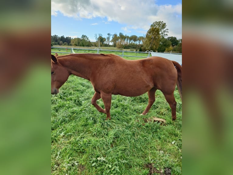 American Quarter Horse Stute 9 Jahre 148 cm Dunkelfuchs in Demmin