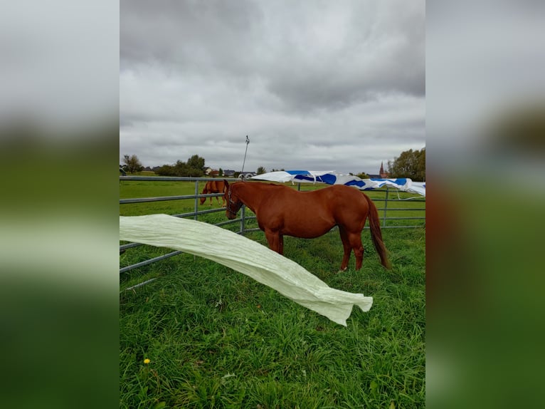 American Quarter Horse Stute 9 Jahre 148 cm Dunkelfuchs in Demmin