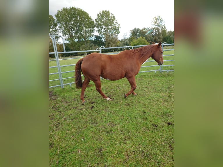 American Quarter Horse Stute 9 Jahre 148 cm Dunkelfuchs in Demmin