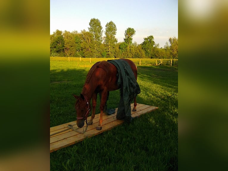 American Quarter Horse Stute 9 Jahre 148 cm Dunkelfuchs in Demmin
