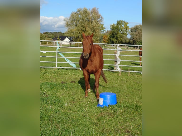 American Quarter Horse Stute 9 Jahre 148 cm Dunkelfuchs in Demmin
