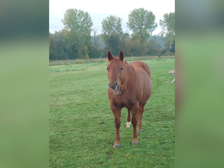 American Quarter Horse Stute 9 Jahre 148 cm Dunkelfuchs in Demmin