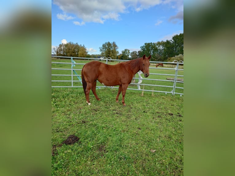 American Quarter Horse Stute 9 Jahre 148 cm Dunkelfuchs in Demmin