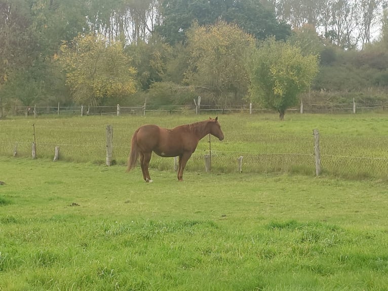 American Quarter Horse Stute 9 Jahre 148 cm Dunkelfuchs in Demmin